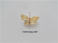 藏品(尺蛾62)的圖片